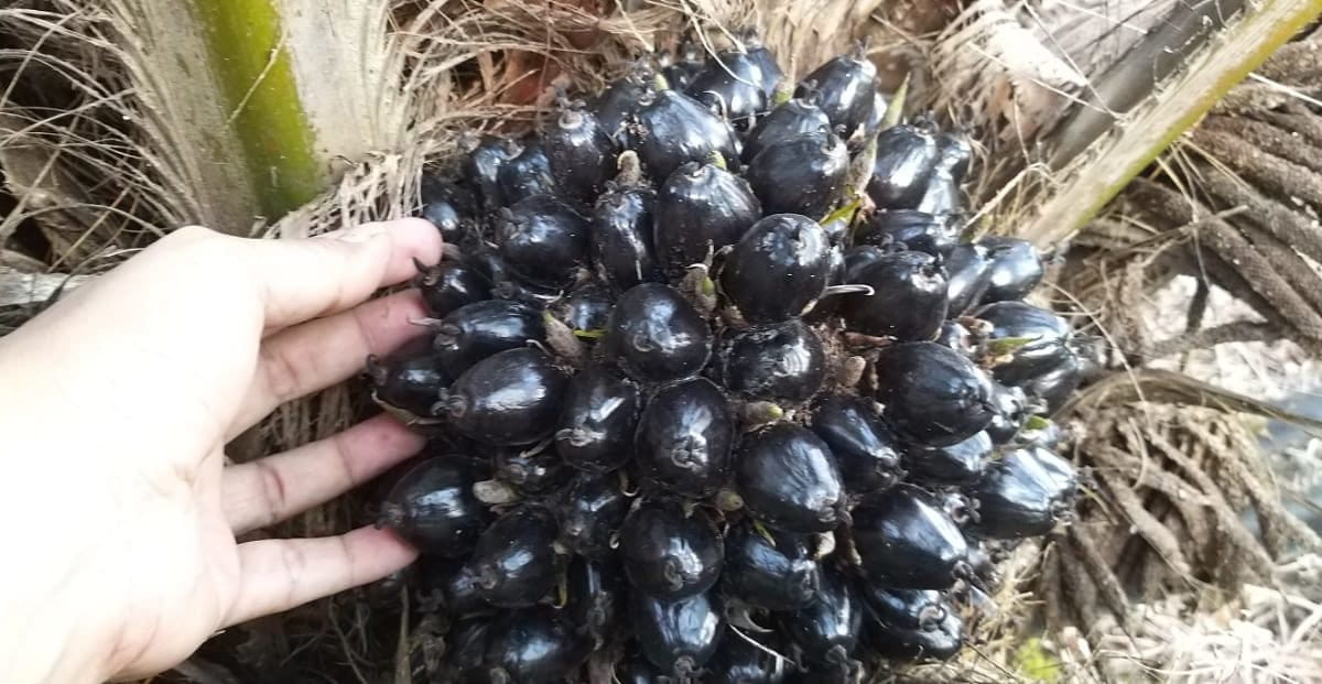 Uni Eropa sedang bikin aturan baru soal uji tuntas terhadap beberapa komoditas, salah satu sawit, dalam kaian dengan deforestasi dan degradsi hutan. Foto: Sapariah Saturi/ Mongabay Indonesia
