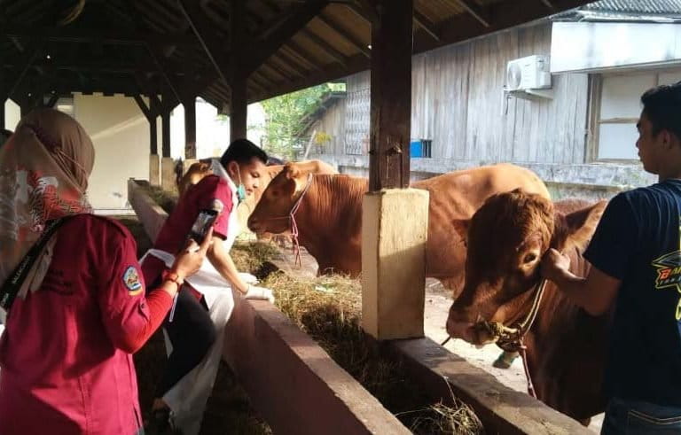 Petugas Dinas Peternakan Bangkan, melihat sapi terduga PMK yang sudah dikarantina. Foto: Dinas Peternakan Bangkalan