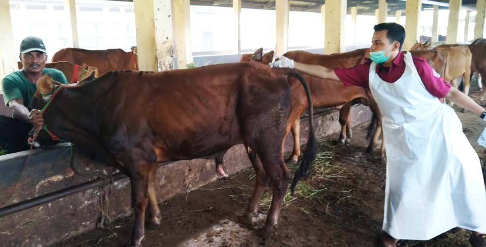 Sapi-sapi terduga PMK di Karantina di bangkalan. Foto: Dinas Peternakan Bangkalan. 