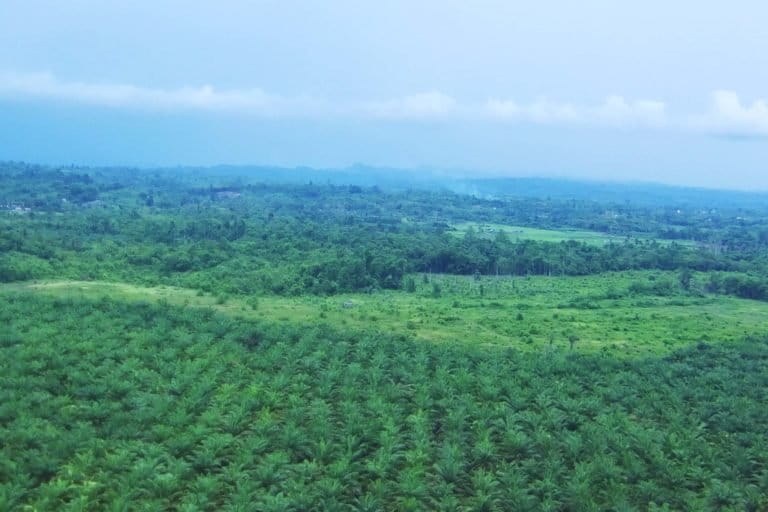 'HUtan' sawit di SM Bakiriang. Kawasan konservasi yang seharusnya berisi bermacam kekayaan flora ini malah jadi tanaman monokultur, sawit....Foto: Sarjan Lahay/ Mongabay Indonesia