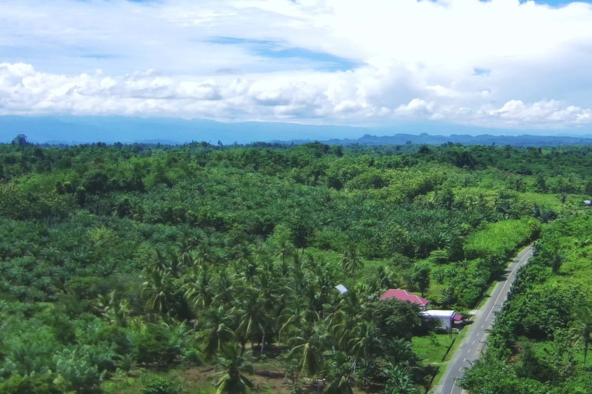 SM Bakiriang, dengan kebun sawit di sana sini. Foto drone: Sarjan Lahay/ Mongabay Indonesia