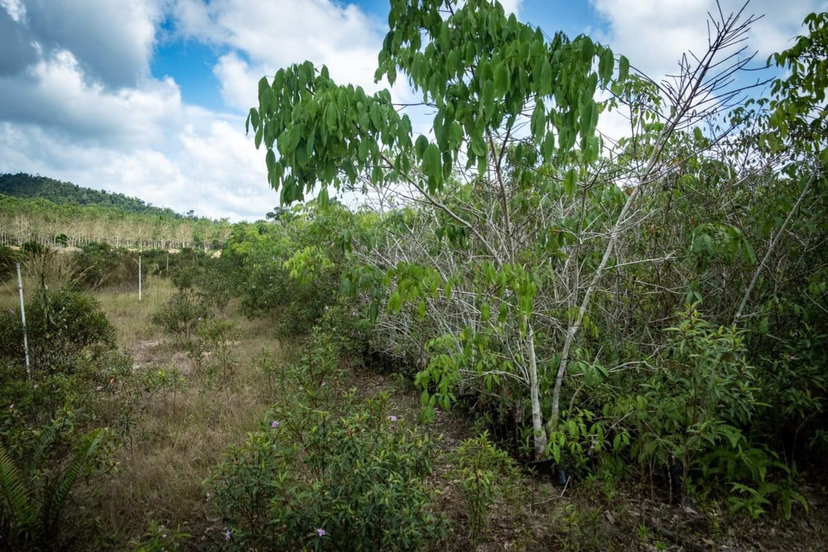 Ribuan bibit karet milik PT Indo Sukses Lestari Makmur yang terbengkalai. Foto Nopri Ismi-Mongabay Indonesia