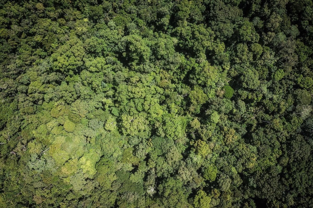 Tutupan hutan yang masih terjaga di lansekap Gunung Duren, Belitung Timur. Foto (drone): Muhammad Rizqi Ramadhan/ Mongabay Indonesia