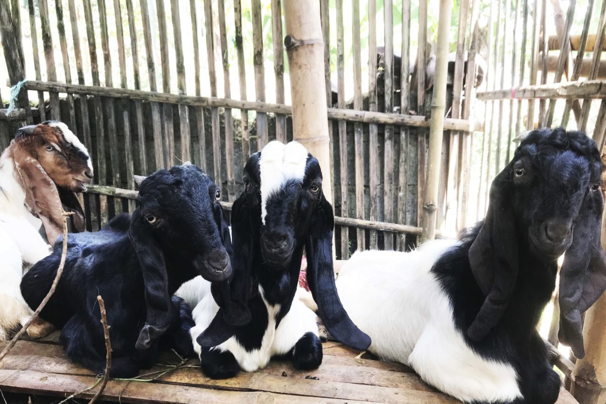 Kambing di Sidoarjo juga lumpuh terkena PMK. Foto: Eko Widianto/ Mongabay Indonesia