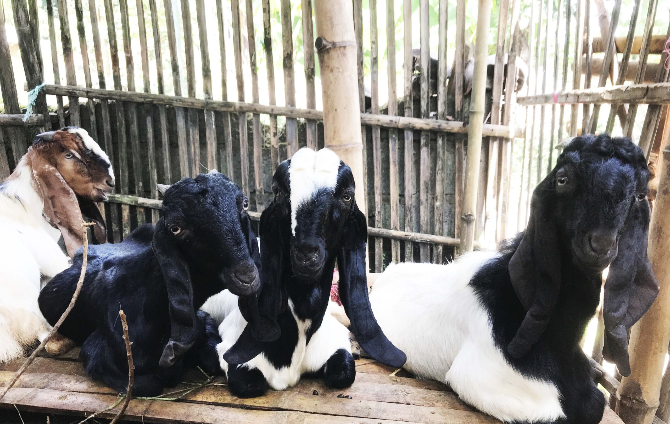 Kambing di Sidoarjo juga lumpuh terkena PMK. Foto: Eko Widianto/ Mongabay Indonesia