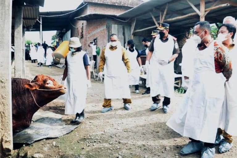 Petugas kesehatan hewan memeriksa sapi yang memiliki ciri klinis tertular PMK. (Dinas Pertanian dan Peternakan Kabupaten Sidoarjo).