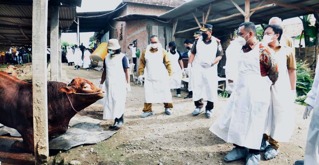 Petugas kesehatan hewan memeriksa sapi yang memiliki ciri klinis tertular PMK. (Dinas Pertanian dan Peternakan Kabupaten Sidoarjo).