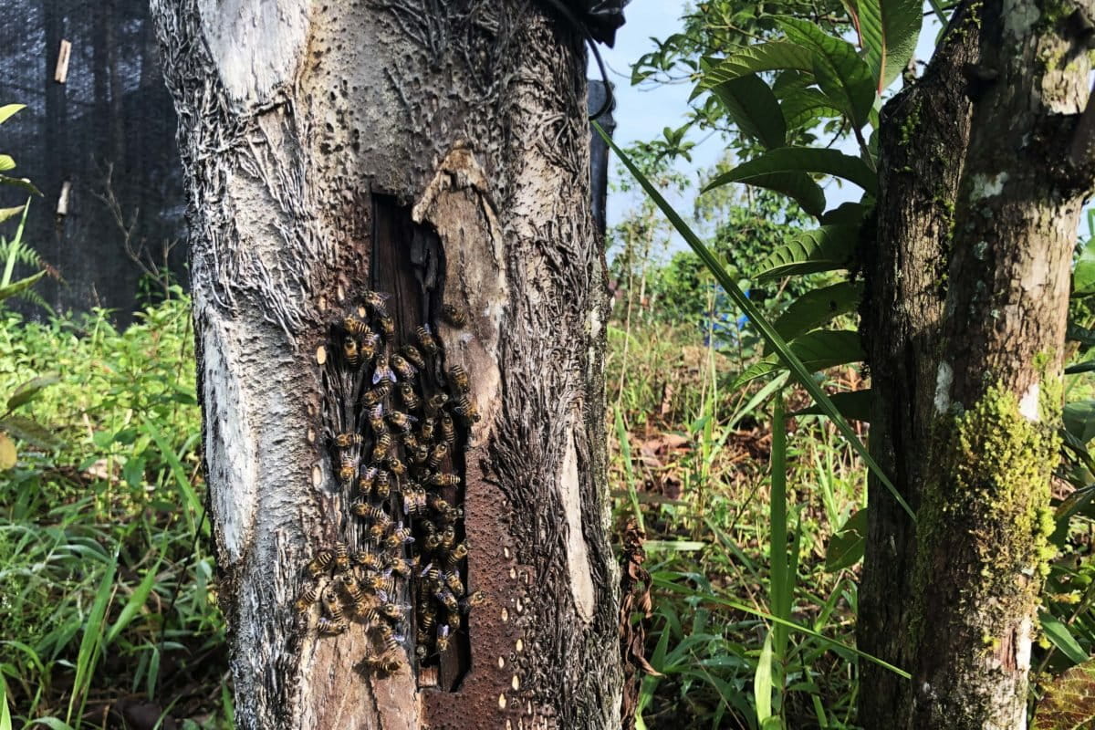 Pohon kemenyan usai disadap. Foto: Baritanews Lumbanbatu/ Mongabay Indonesia.