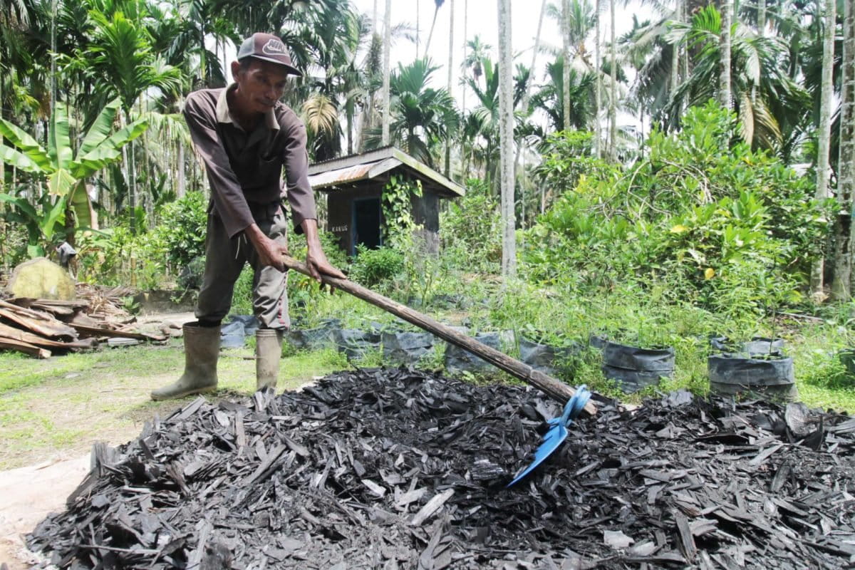 Menjemur pelepah yang sudah dibakar. Foto: Elviza Diana/ Mongabay Indonesia