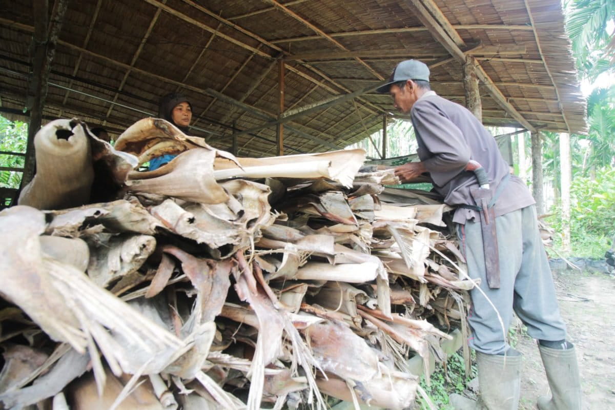 Mereka sedang menjemur pelepah pinang sebelum proses jadi briket. Foto: Elviza Diana/ Mongabay Indonesia