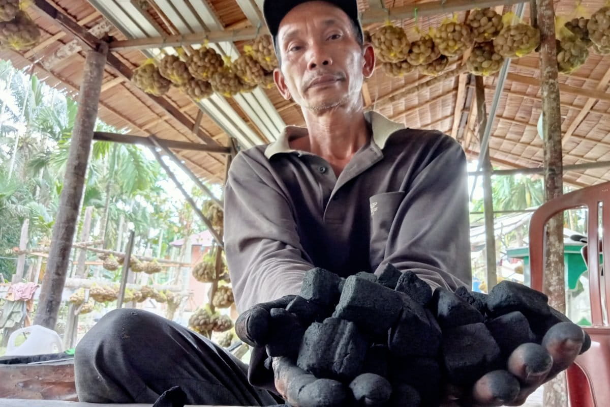 Kriket pelepah pinang. Foto: Elviza Diana/ Mongabay Indonesia