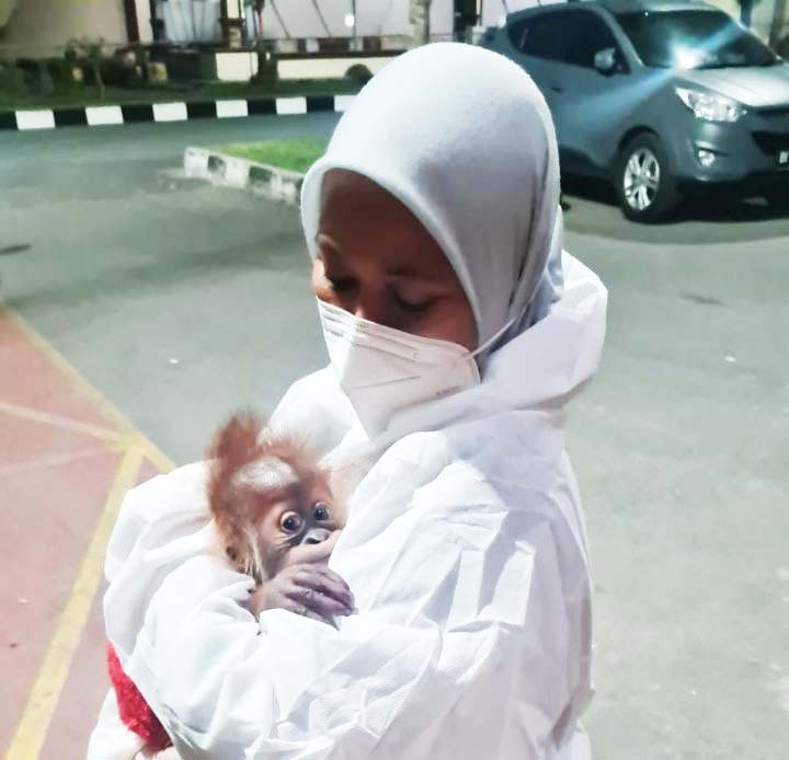 Bayi orangutan yang diamankan petugas dan dititipkan di pusat rehabilitasi. Foto" Ayat S Karokaro/ Mongabay Indonesia