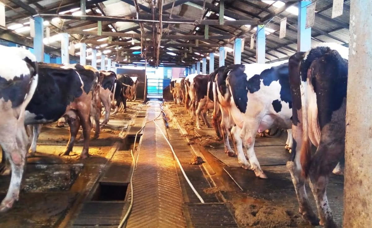 Peternakan sapi di Pasuruan. Penyakit mulut dan kuku pada ternak masuk lagi ke Indonesia. Per 9 Mei 2022, Kementerian Pertanian mengeluarkan surat keputusan yang menyatakan dua provinsi, yakni Jawa Timur dan Aceh, terkena wabah PMK. Foto: A. Asnawi/ Mongabay Indonesia