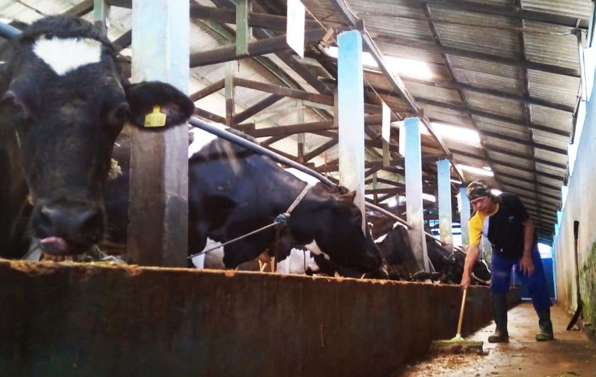 Kabupaten Pasuruan, sebagai sentra sapi di Jatim berupaya meningkatkan kewaspadaan terhadap virus PMK. Bupati Pasuruan, Irsyad Yusuf telah menerbitkan surat edaran (SE) pada 11 Mei 2022. Dalam SE itu, bupati meminta kepada para camat, kepala desa, lurah, pelaku usaha peternakan dan persusuan hingga pedagang untuk meningkatkan kewaspadaan dengan mengenali gejala PMK. Foto: A. Asnawi/ Mongabay Indonesia