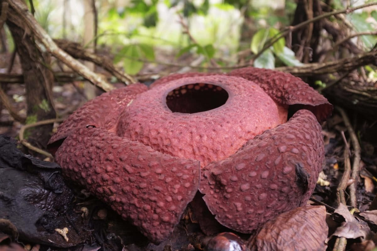 Raflesia Arnoldii mekar di pekarangan orangtua Joni Hartono. Foto: Jaka HB/ Mongabay Indonesia