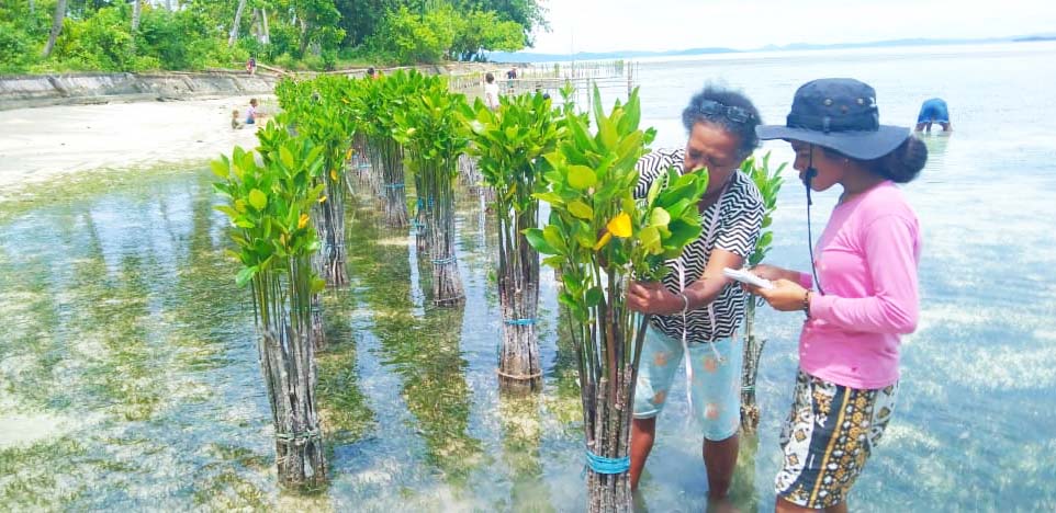 Kelompok Rehabilitasi Mangrove masyarakat Yensawai Barat sedang mengukur pertumbuhan Mangrove. (Credit: ICCTF/PKSPL IPB)