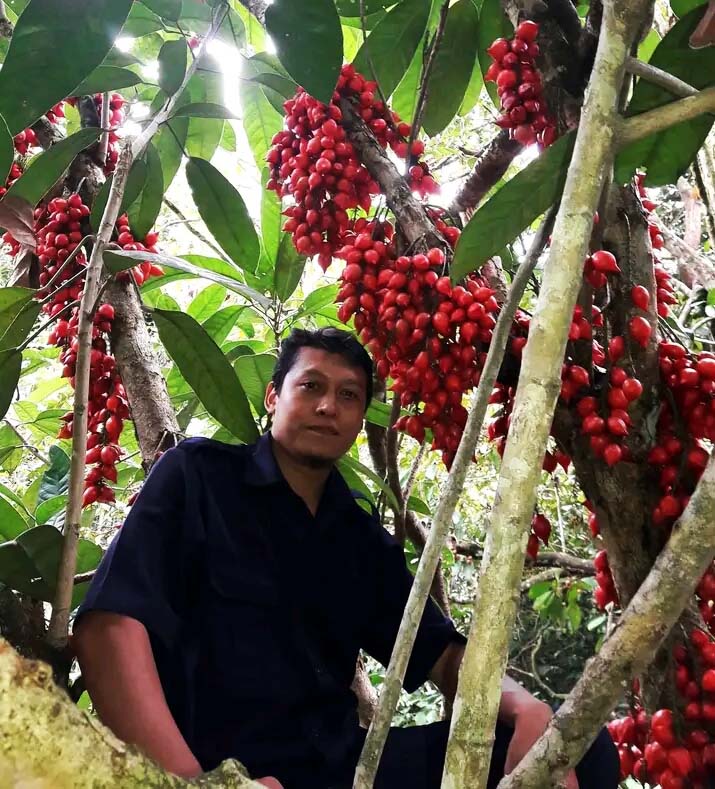 Mohammad Hanif Wicaksono di antara buah silulung. Foto: Mohammad Hanif Wicaksono
