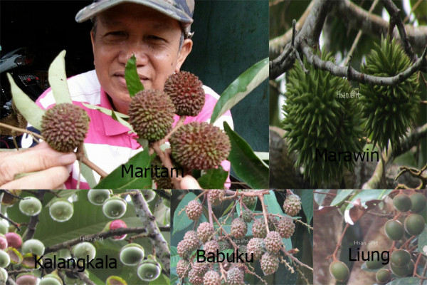 Bermacam buah khas Kalimantan ini ada di hutan Marajai. Foto: pplh.ulm.ac.id