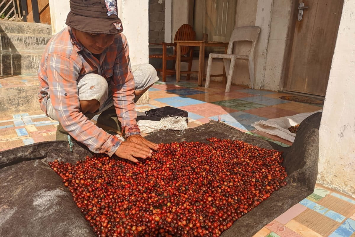 Menjemur kopi. Di setiap kabupaten di Gorontalo, ada kopi khas. Kopi bisa jadi unggulan Gorontalo. Foto: Sarjan Lahay/ Mongabay Indonesia