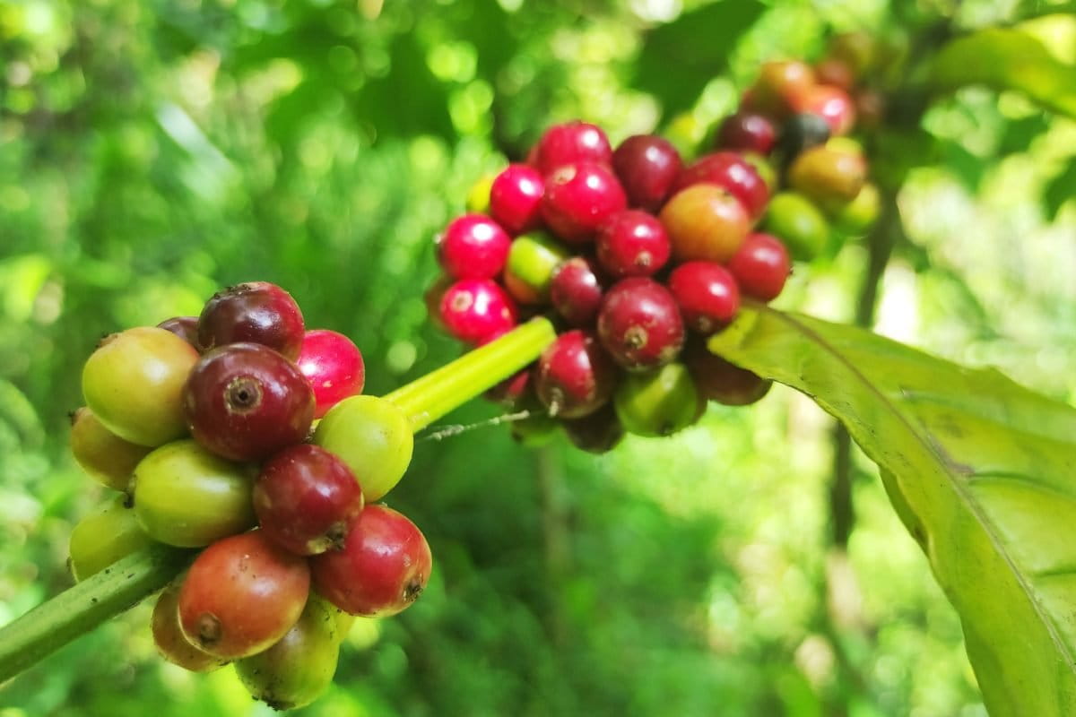 Kopi matang siap panen di Gorontalo. Foto: Sarjan lahay/ Mongabay Indonesia
