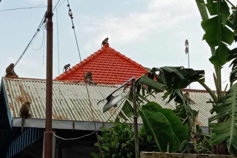 Monyet ekor panjang bertengger di atas atap rumah warga di samping Wendit Waterpark, Malang. (Foto: Rupiatin).
