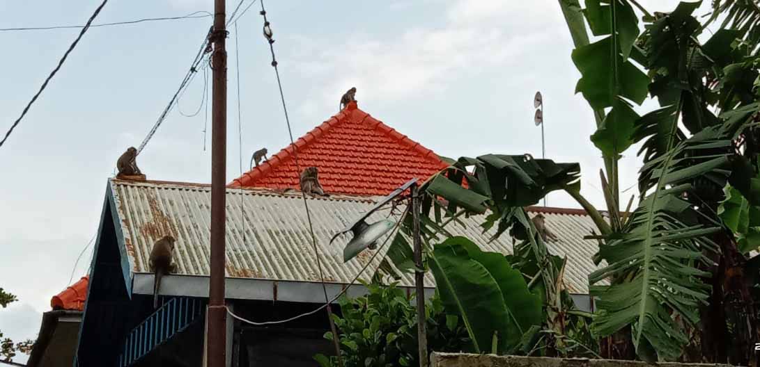 Monyet ekor panjang bertengger di atas atap rumah warga di samping Wendit Waterpark, Malang. (Foto: Rupiatin).