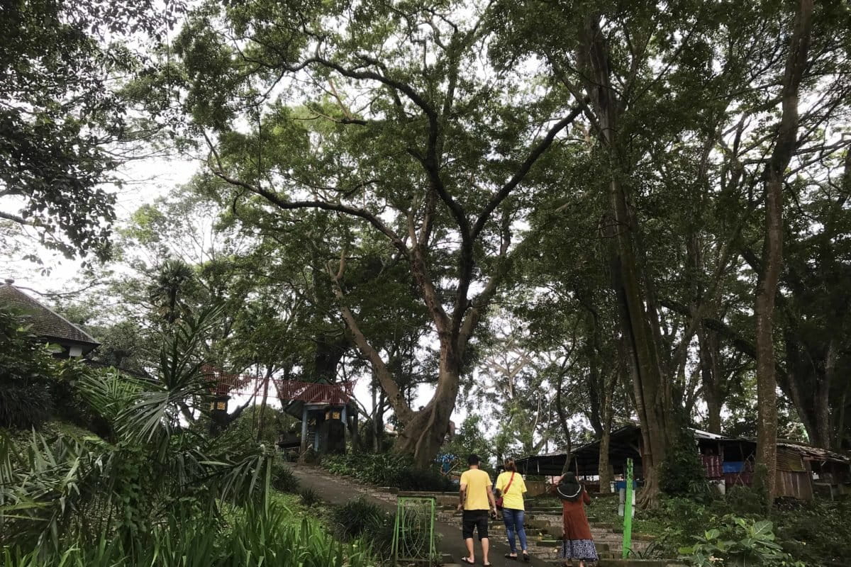 Habitat di Wendit tak bisa mendukung pakan monyet. Selama ini, satwa bergantung hidu[ dan pengelola dan pengjunjung. Pandemi menerpa, monyet masuk ke pemukiman. Foto: Eko Widianto/ Mongabay Indonesia