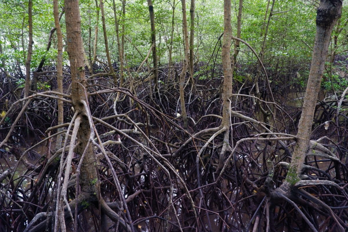 Kondisi anakan bakau yang terkena limbah minyak berwarna hitam. Foto: Yogi E Sahputra/ Mongabay Indonesia