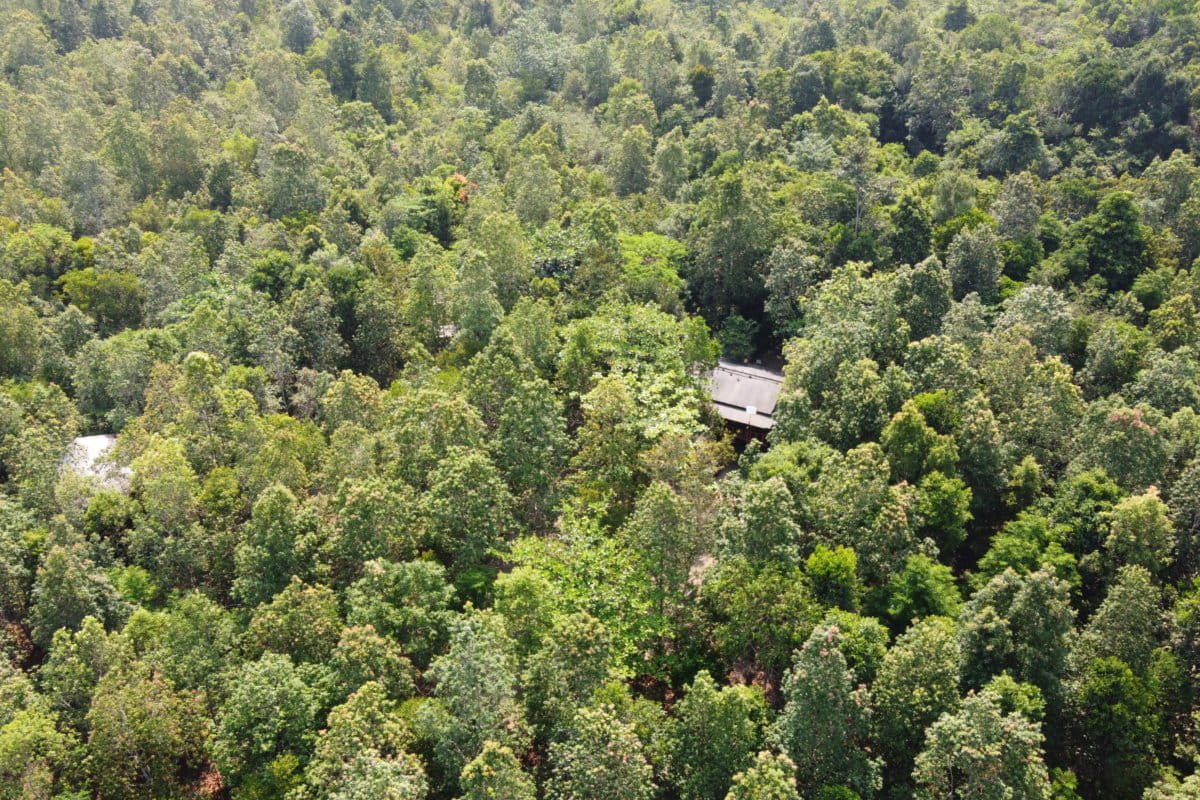 Taman Nasional Tanjung Puting. Foto: ALert