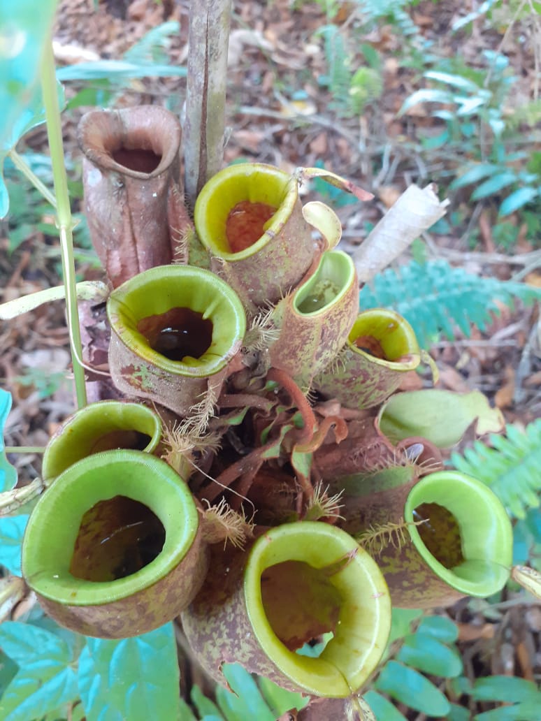 Kantong semar, salah satu tumbuhan yang ada di Arboretum Gambut Marsawa. Sadikin. Foto: Suryadi/ Mongabay Indonesia