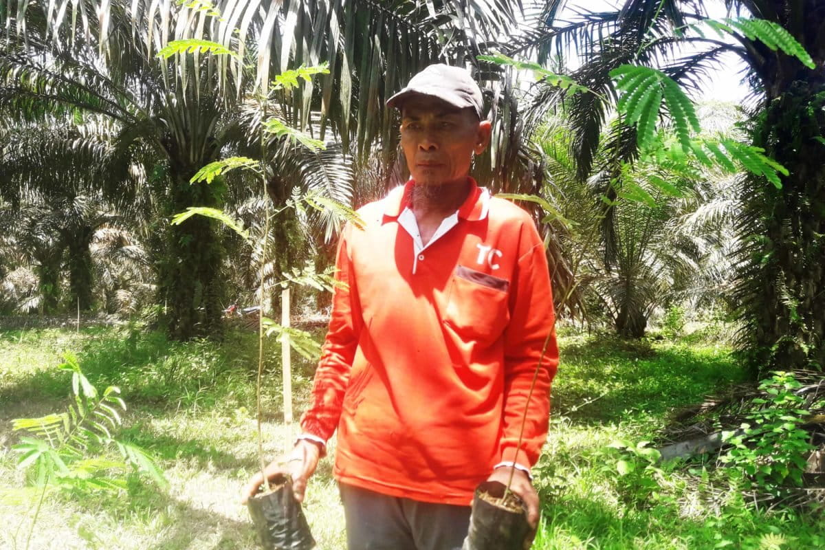 Anggota KTH Padukuhan Mandiri menanam Sengon pola jalur di kebun sawit yang terlanjur mereka tanami. Foto: Elviza Diana/ Mongabay Indonesia