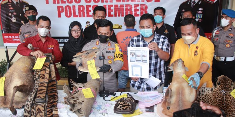 Sitaan satwa awetan Polres Jember. Foto : YouTube Humas Satreskrim Jember 