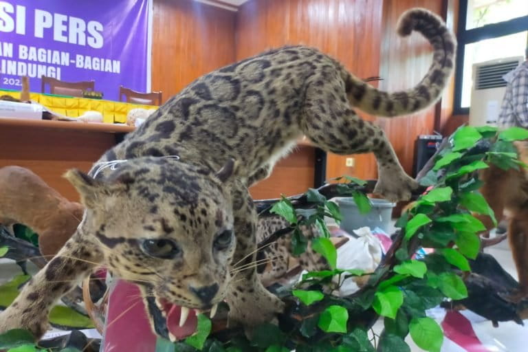 Saywa do;omdmgo awetan yang disita dari pembuatnya di Sumbar. Foto: Vinolia/ Mongabay Indonesia