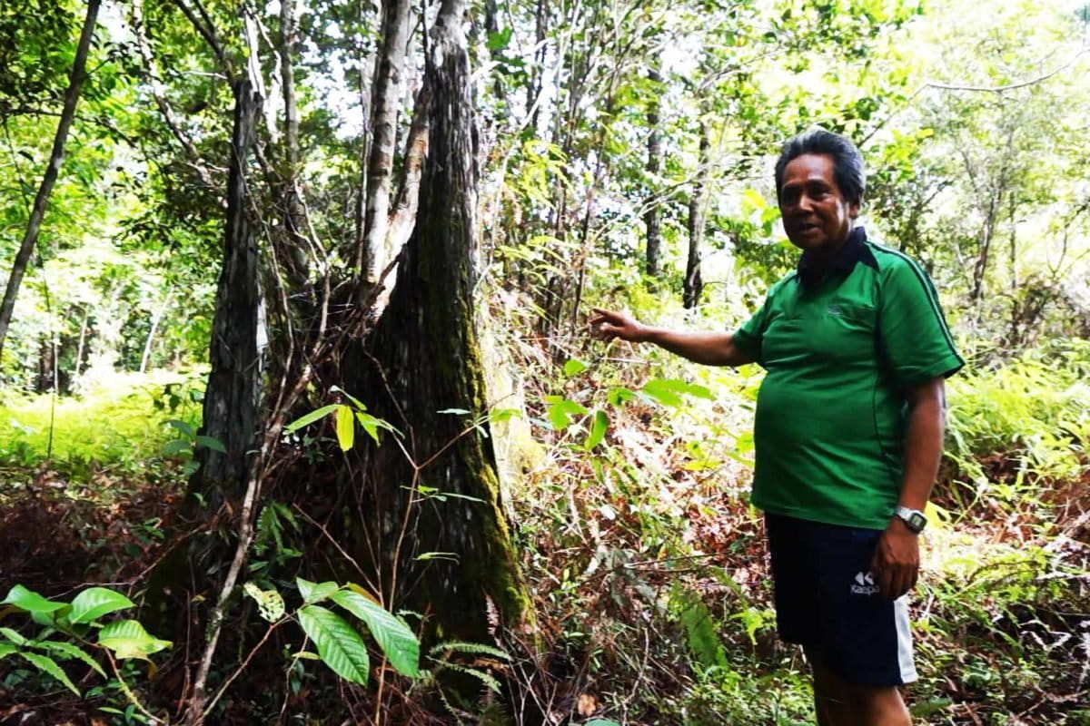Hampir ua dekade, Ledan konsisten menanam pohon untuk memulihkan kembali Pesalat. Foto: Lusia Arumingtyas/ Mongabay Indonesia