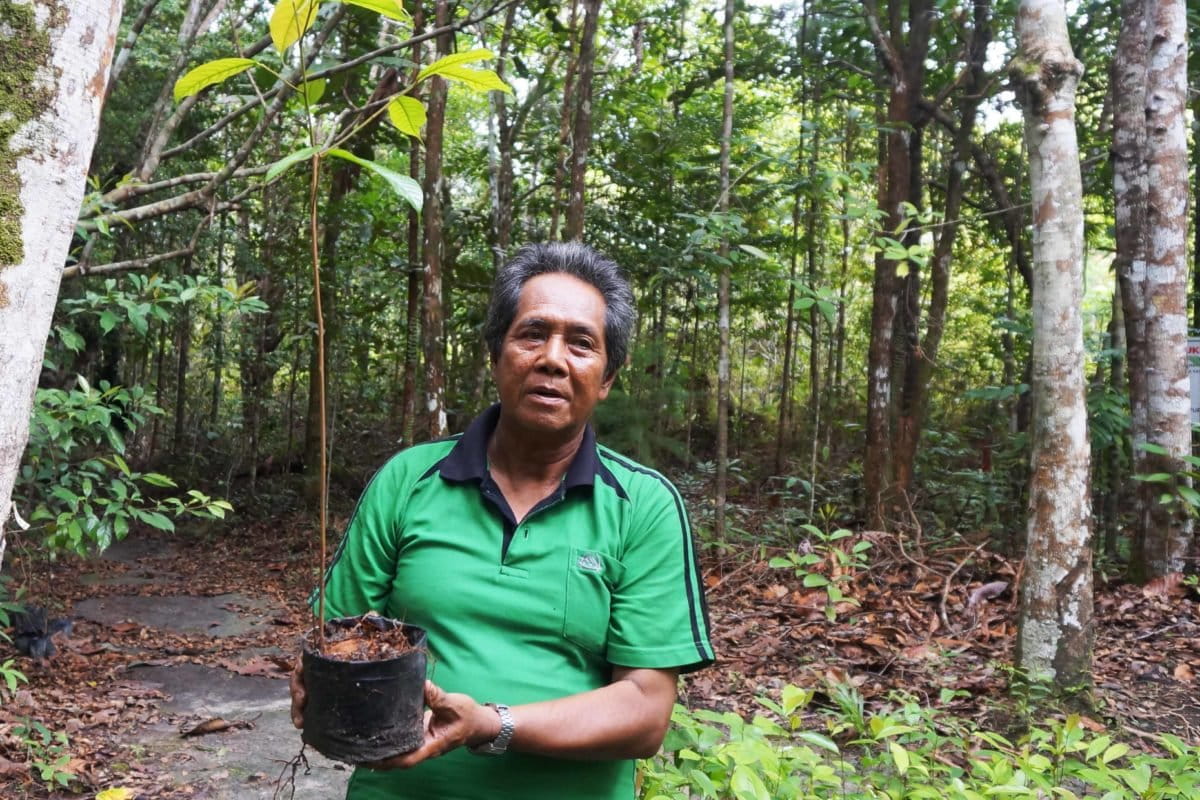 Ledan, memegang bibit ulin yang akan ditanam di Pesalat. Foto: Lusia Arumingtyas/ Mongabay Indonesia
