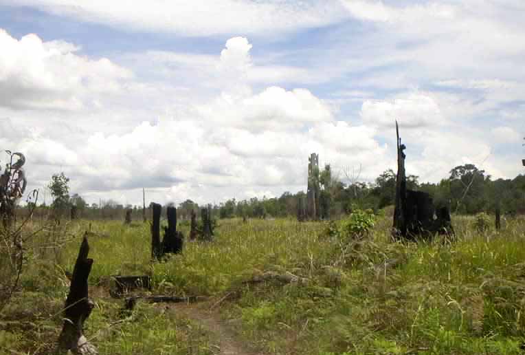Kondisi Pesalat pada 2003. Foto: dokumen Ledan