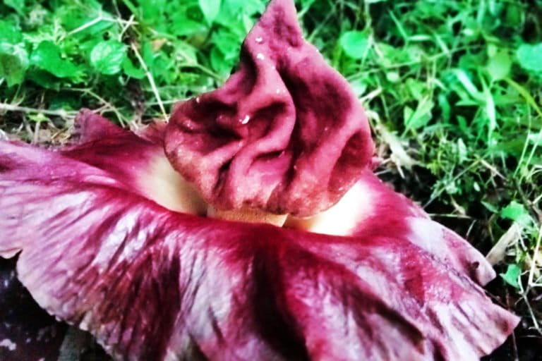 Bunga bangka jenis suweg bermekaran di Muaro Jambi. Masyarakat sekitar belum memanfaatkan umbi suweg yang bisa diolah jadi bahan pangan. Foto: Elviza Diana/ Mongabay Indonesia