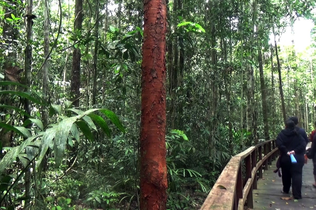 Hutan Klasow di Kampung Malagufuk, Distrik Makbon, Sorong, Papua Barat. Hutan terjaga lestari.. Foto: Nuswantoro/ Mongabay Indonesia