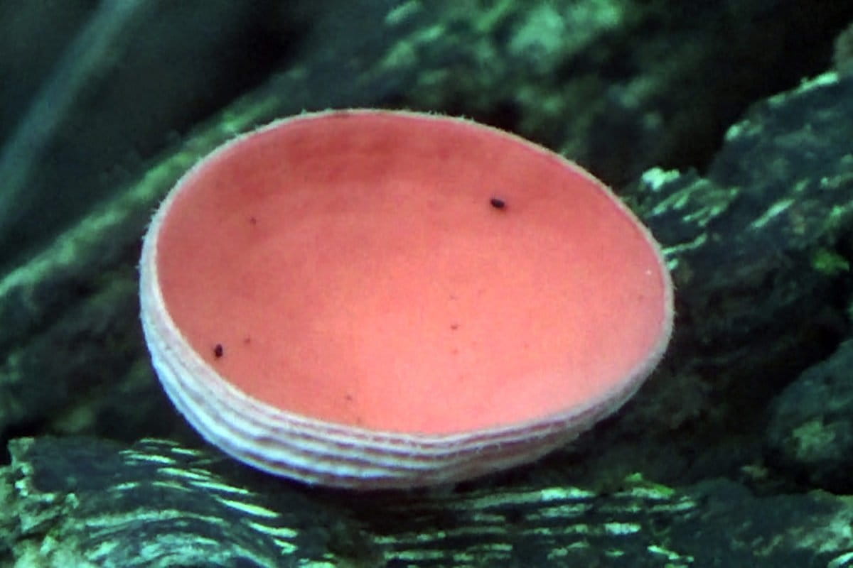 Jamur kayu pink dari Hutan Klasow, di Kampung Malagufuk, Distrik Makbon, Sorong, Papua Barat. Foto: Nuswantoro/ Mongabay Indonesia