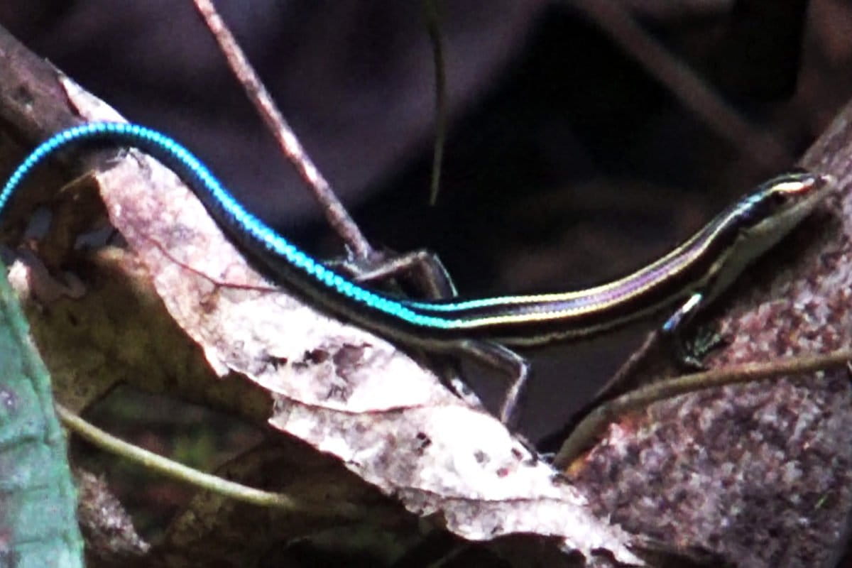 Kadal ekor biru Papua di hutan Klasow, di Kampung Malagufuk, Distrik Makbon, Sorong, Papua Barat. Foto: Nuswantoro/ Mongabay Indonesia