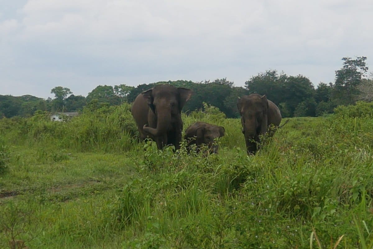 Gajah di Way Kambas. Selain itu ada satwa endemik dan langka serta dilindungi lain yang hidup di kawasan ini seperti harimau dan badak Sumatera. 