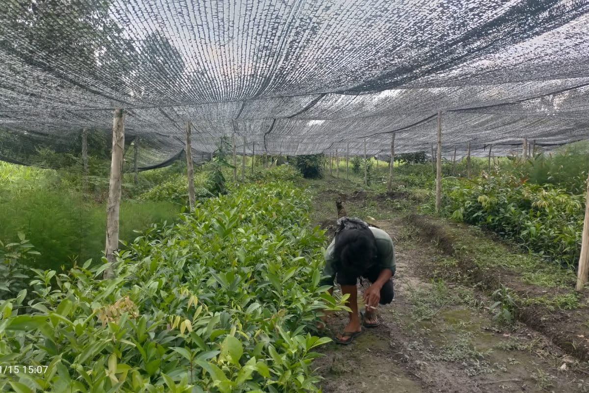 LOkasi pembibitan di Natai Tengah. Foto: Lusia Arumingtyas/ Mongabay Indonesia