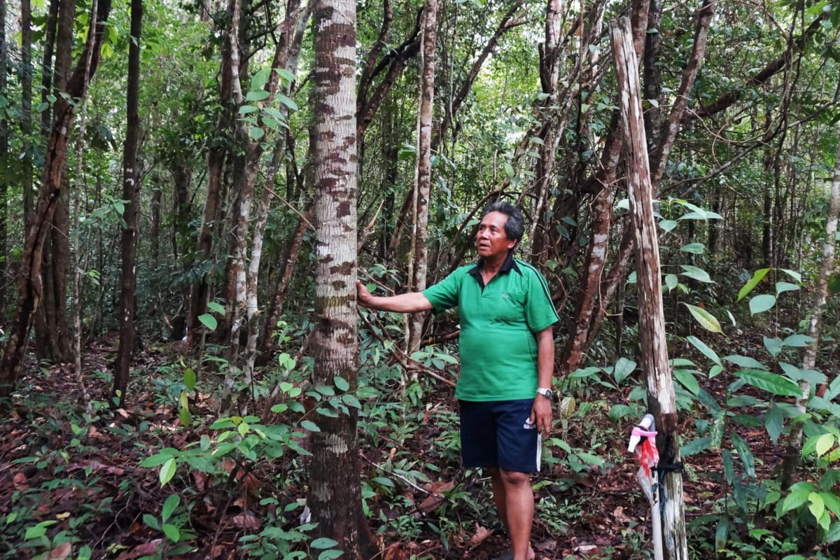 Hampir dua dekade, Redansyah merawat pohon restorasi di hutan Pesalat. Foto: Lusia Arumingtyas/ Mongabay Indonesia