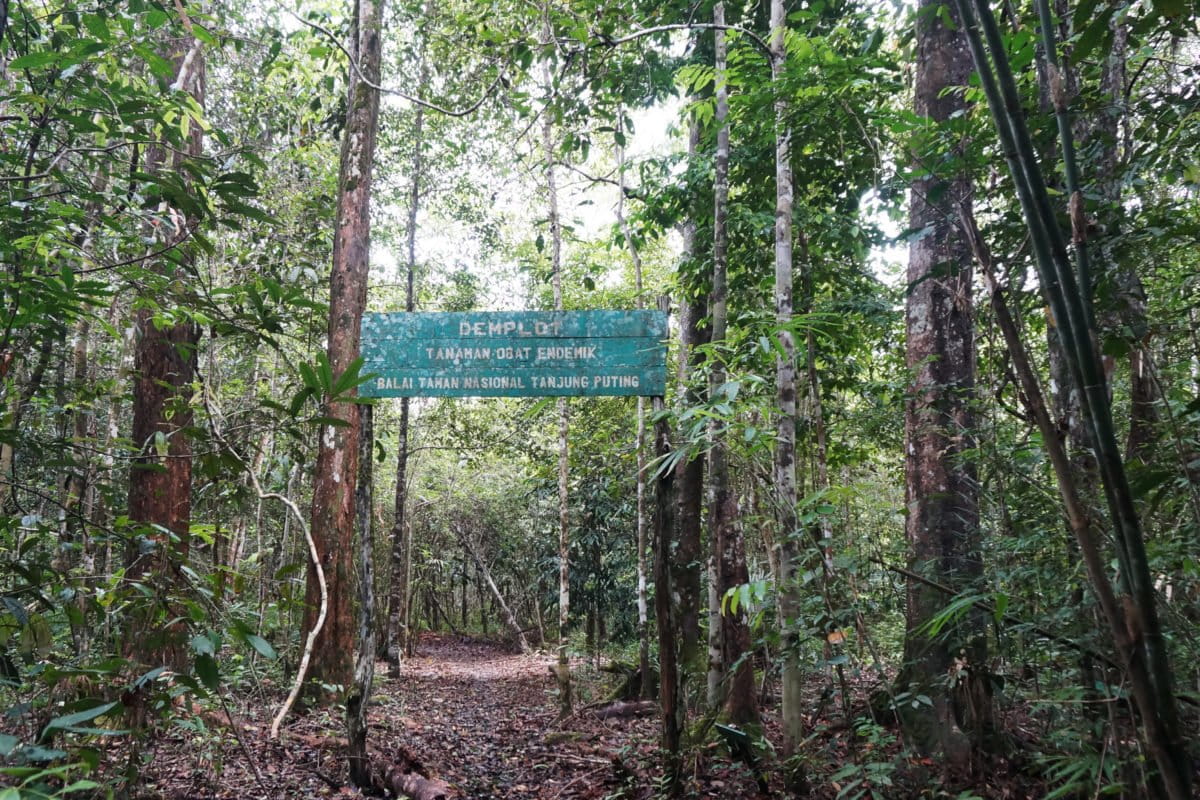 Demplot tanaman obat di Pesalat. Restorasi di kawasan ini lumayan berhasil dengan jadikan kawasan yang dulu ilalang ke hutan kembali. Foto: Lusia Arumingtyas/ Mongabay Indonesia