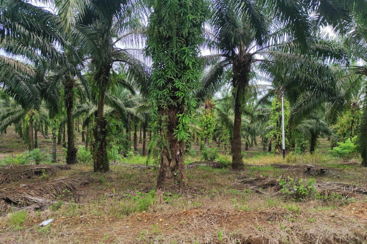 Kebun kelola warga yang berada di dalam Suaka Margasatwa Bakiriang, ditanami sawit oleh perusahaan dengan janjo bagi hasil. Janji tinggal janji... Foto: Sarjan Lahay/ Mongabay Indonesia