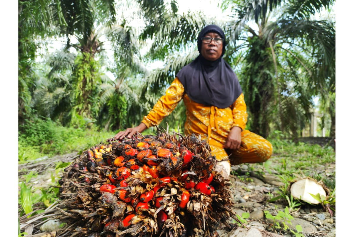 Samria, lahan kelola ditanami perusahaan dengan janji bagi hasil. Tak sesuai janji, mengadu tanpa kejelasan malah dia kena penjara. Foto: Sarjan Lahay/ Mongabay Indonesia