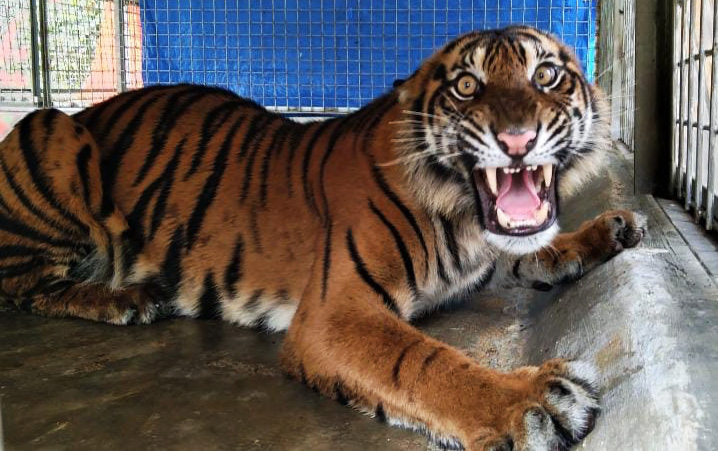 Puti Maua, adalah harimau yang berhasil diselamatkan oleh Balai Konservasi Sumber Daya Alam Resor Maninjau dari lokasi konflik di Jorong Kayu Pasak Timur Nagari Salareh Aie Kecamatan Palembayan, Kabupaten Agam. Puti masuk kandang jebak 11 Januari 2022. Foto: Vinolia/ Mongabay Indonesia
