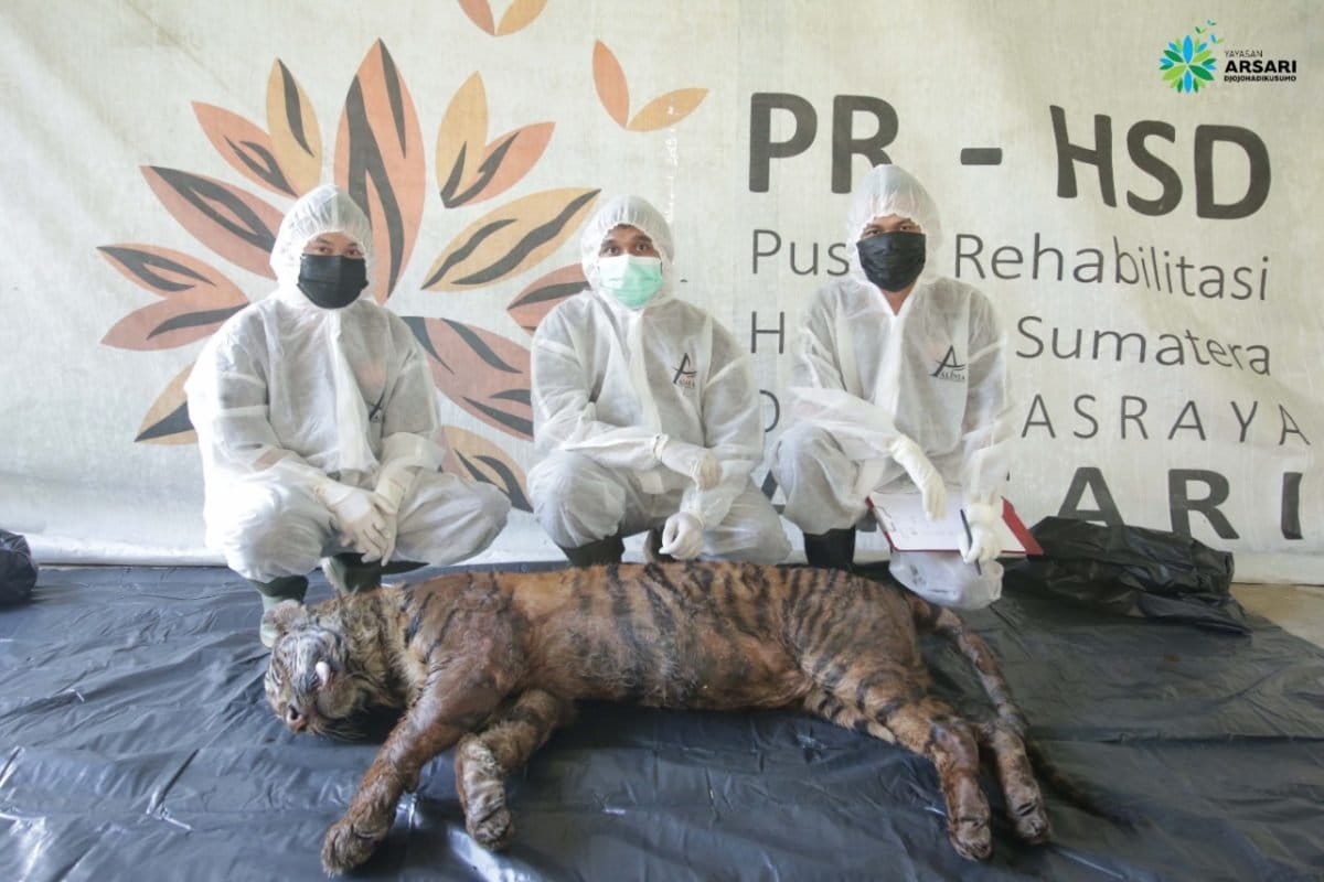 Tim medis bersama harimau Puti Mau yang mati karena sakit saat menjalani proses perawatan di Pusat Rehabilitasi Harimau Sumatera Dharmasraya (PRHSD) ARSARI. Foto: Dokumen PRHSD-ARSARI