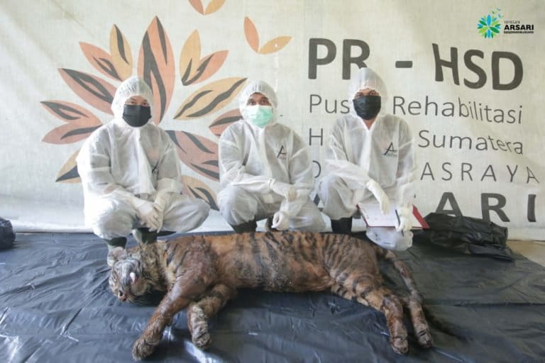 Tim medis bersama harimau Puti Mau yang mati karena sakit saat menjalani proses perawatan di Pusat Rehabilitasi Harimau Sumatera Dharmasraya (PRHSD) ARSARI. Foto: Dokumen PRHSD-ARSARI