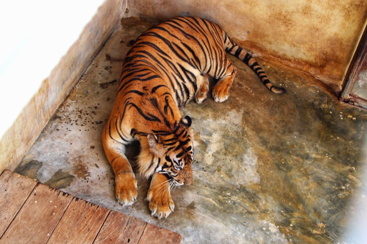 Monang, ayah Surya dan Citra. Foto: Ayat S Karokaro/ Mongabay Indonesia